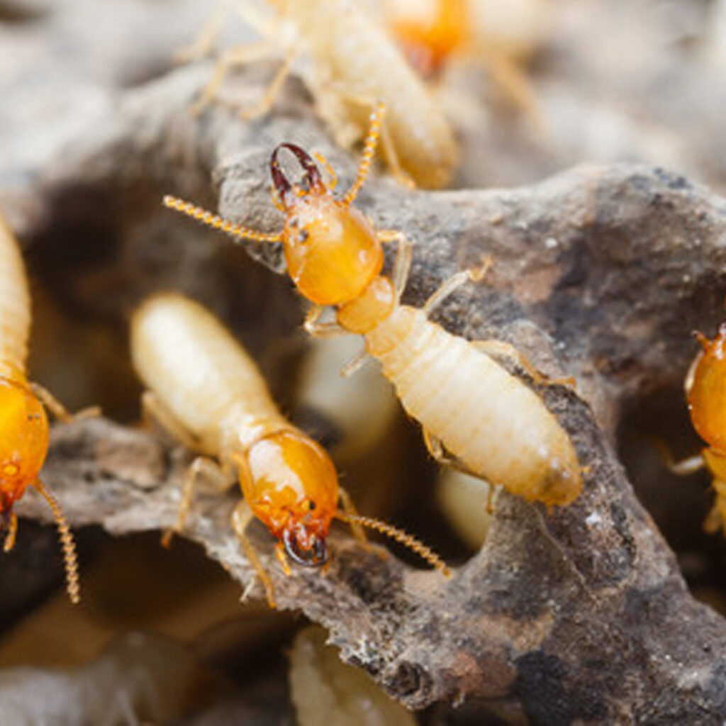Termite Control Services in Coimbatore, Anti-termite treatment coimbatore