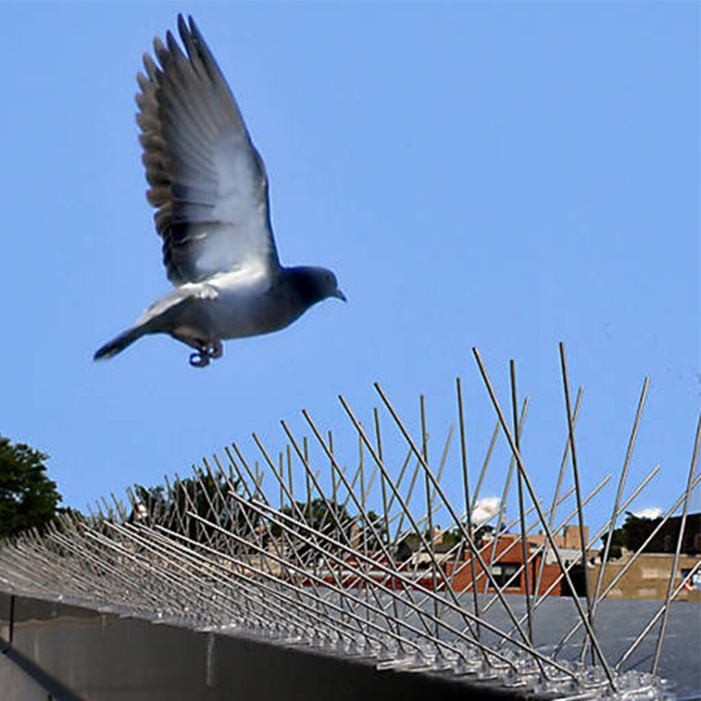 Bird Spikes Control and exclusion Services in coimbatore