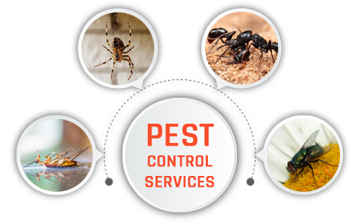 best pest control service in Coimbatore