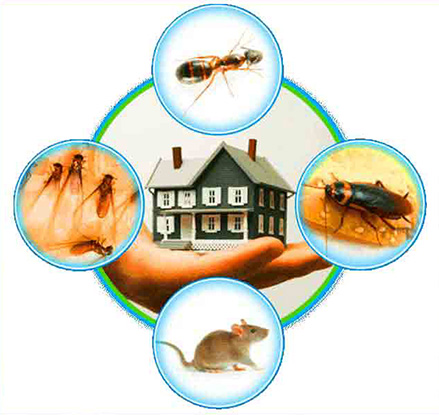 Best pest control service in coimbatore